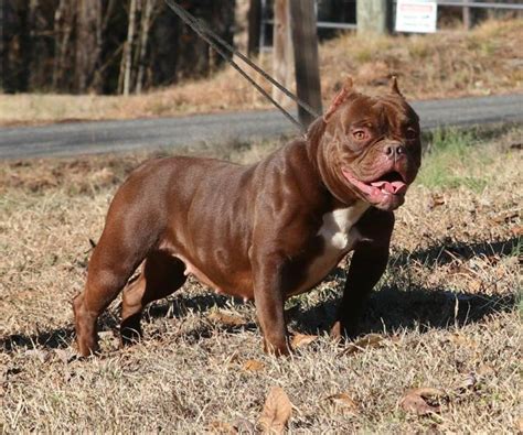 Nwg bullies - NWG Bullies. March 27, 2019 · Lilac female available! Shes out of Big pun x Black China 10 weeks old ready to go to her forever home! Sign Up; Log In; Messenger ...